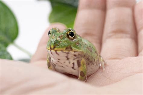 養角蛙招財|角蛙百科 ｜多品種零售及商品販售｜角蛙專賣店